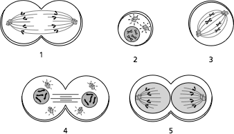 What are the stages of the cell cycle in order?